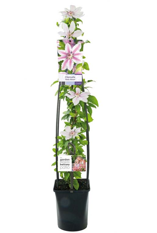 Clematis nelly moser planten p23