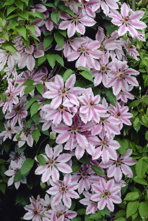 Clematis nelly moser sfeerbeeld