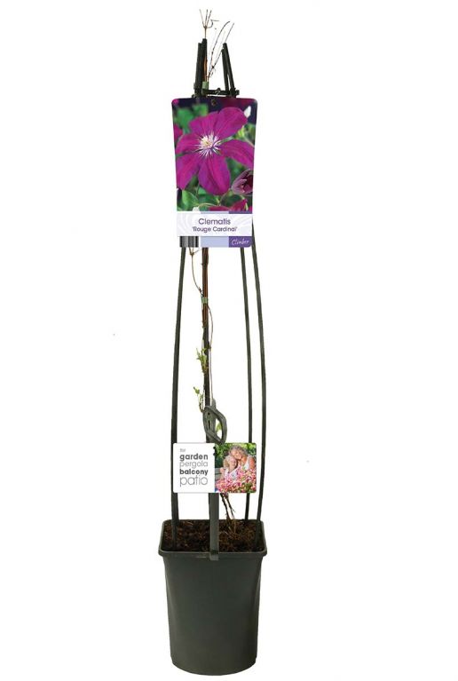 Clematis rouge cardinal plant
