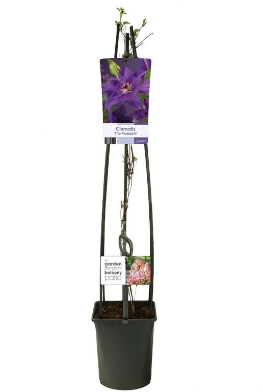 Clematis the president tuinplant p23