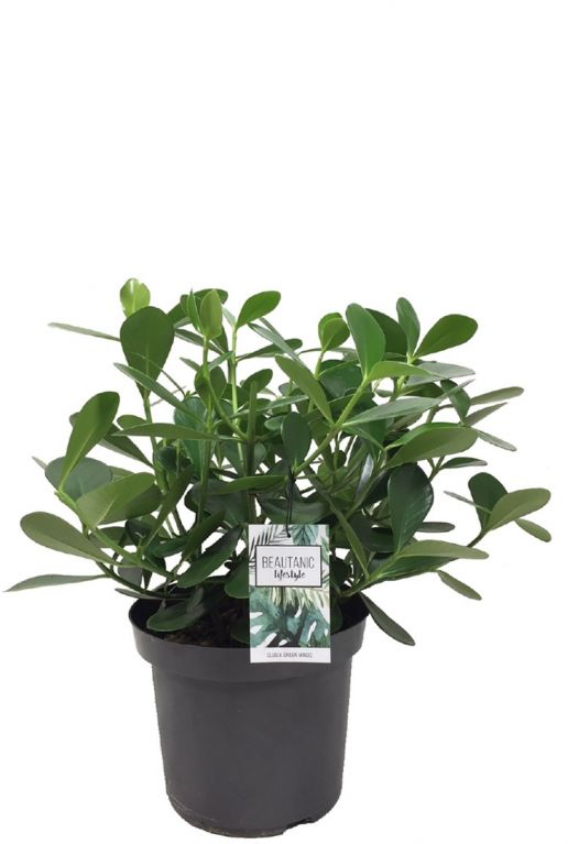 Monstera Siltepecana