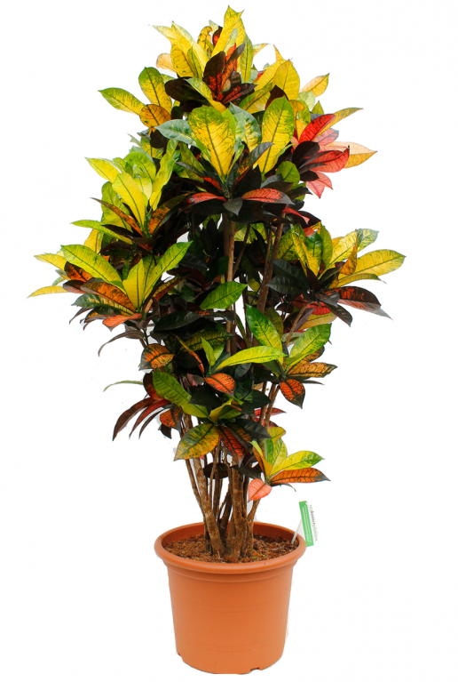 CODIAEUM MRS.ICETON WUNDERSTRAUCH 40cm