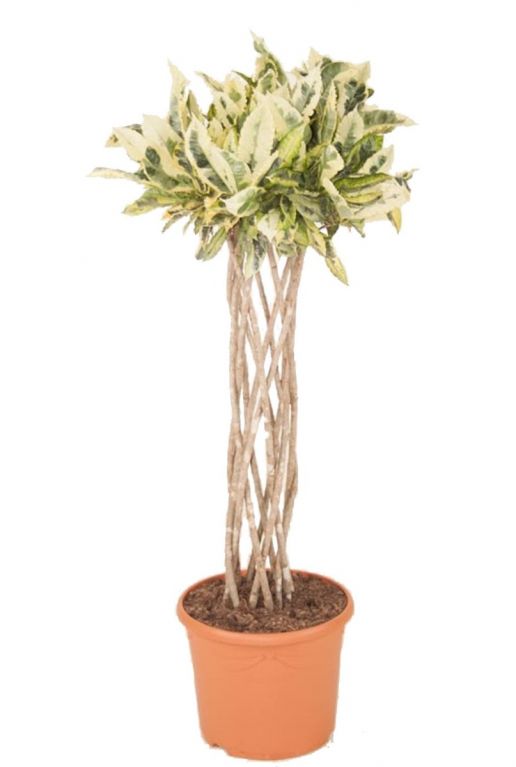 Epipremnum Pinnatum Global Green blad