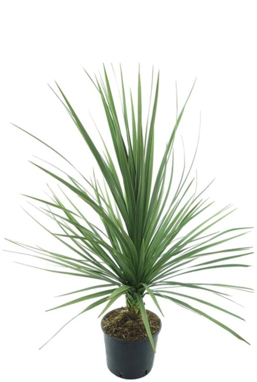 Cordyline australis p21