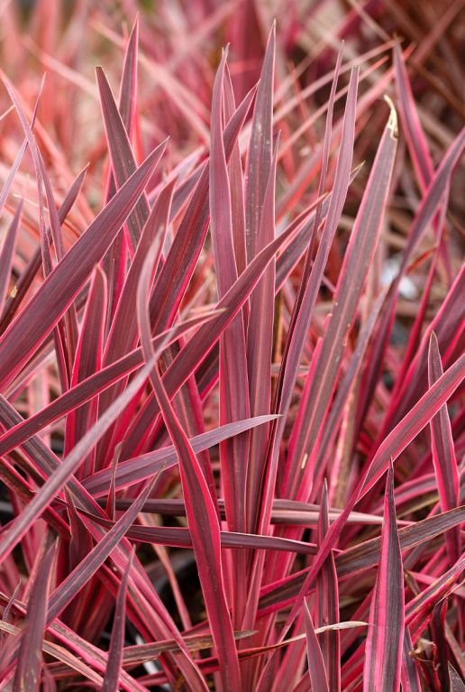 Cordyline australis red star gartenpflanze