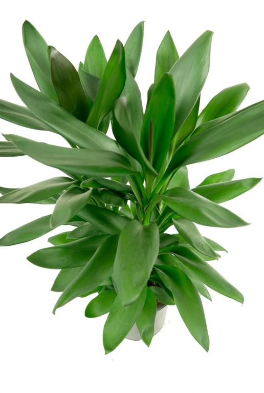 Cordyline glauca 1