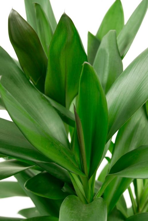 Cordyline plant 3