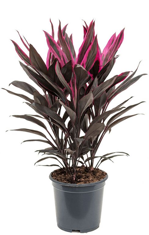 Cordyline tango Keulen Lilie