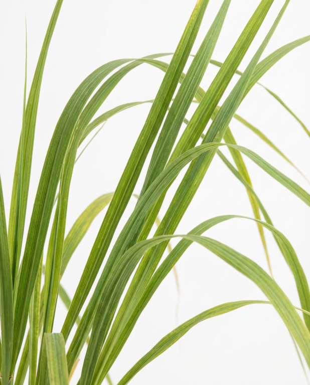 Cortaderia-rosea-02