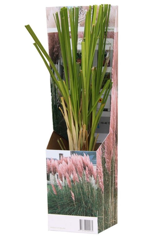 Cortaderia rosea pampas