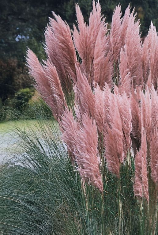 Cortaderia rosea pampas gartenpflanze
