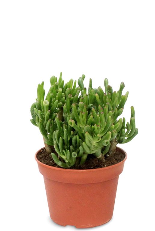 Crasssula hobbit succulente