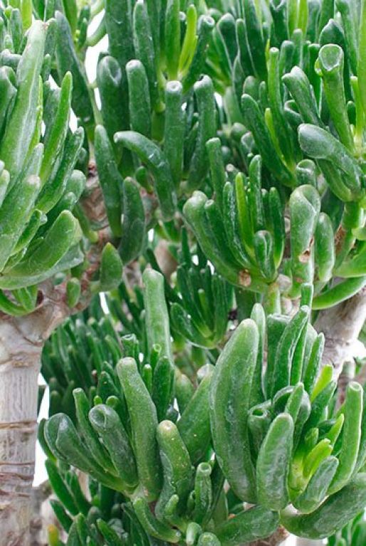 Crassula horntree
