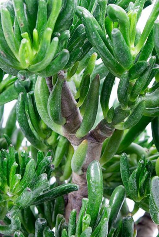 Crassula sukkulente