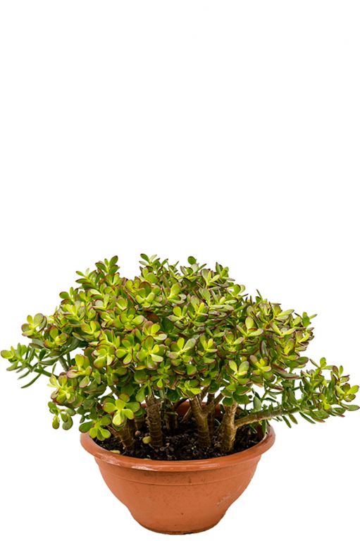 Crassula ovata minor zimmerpflanze
