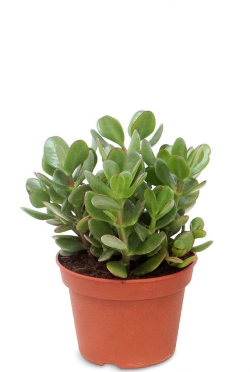 Crassula ovata - Jadestrauch