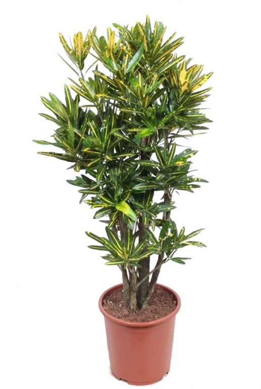 Croton Yellow Banana