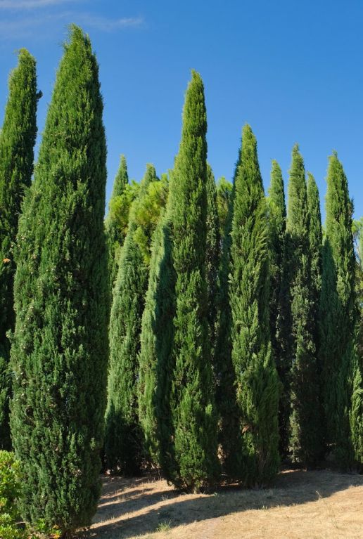 Cupressus sempervirens gartenpflanze