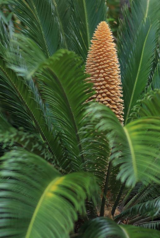 Cycas revoluta gartenpflanze p14