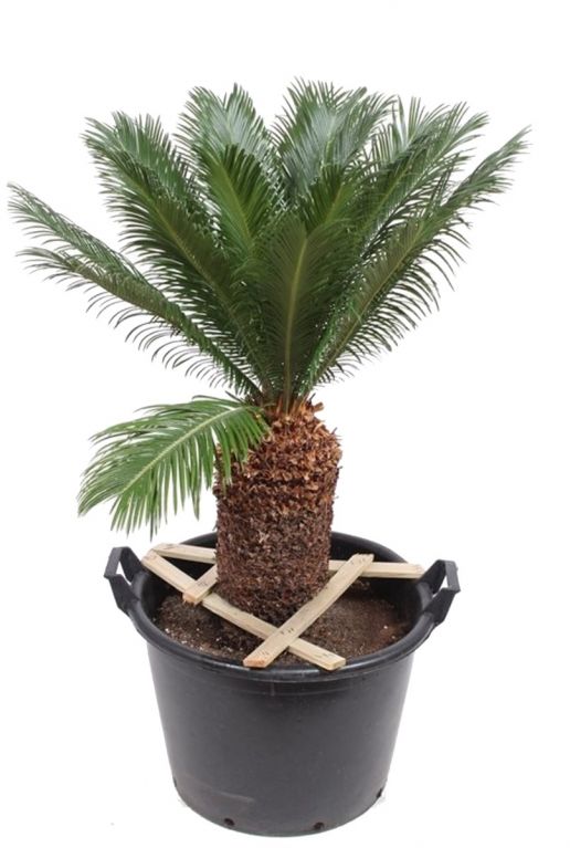 Cycas revoluta kamerplant palm
