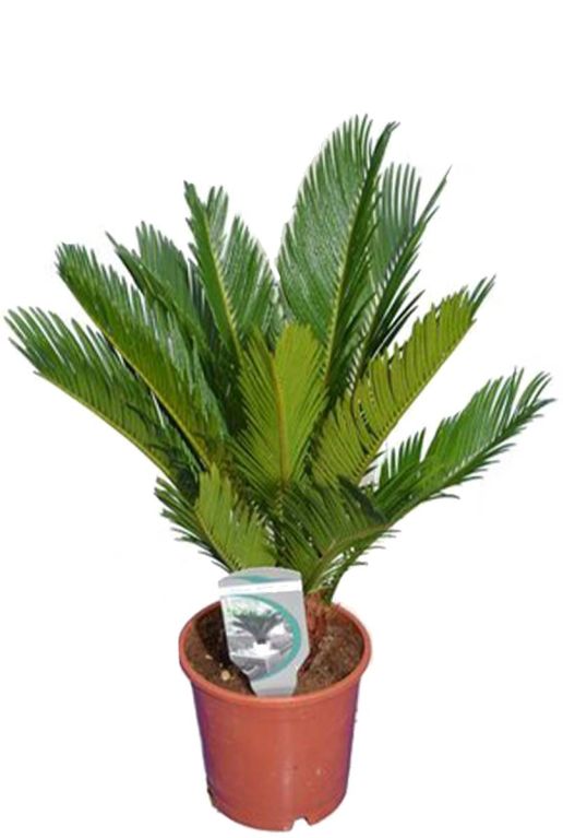 Cycas revoluta p14