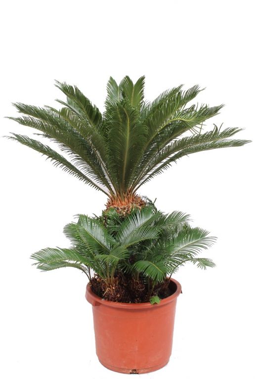 Cycas revoluta palm plant