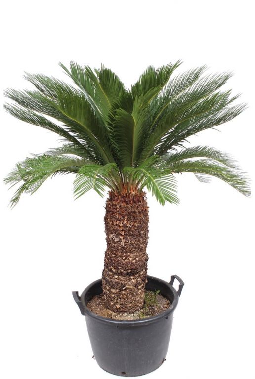 Cycas revoluta plant palm