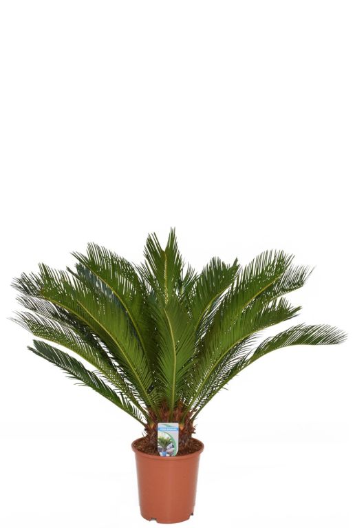 Cycas revoluta vredespalm 1