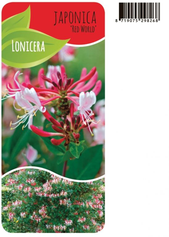 Lonicera Japonica Red World