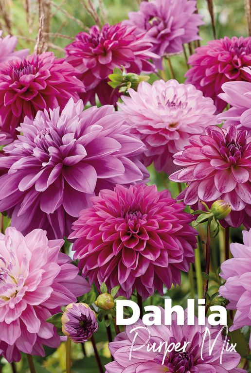 Dahlia purper mix blumenzwiebeln