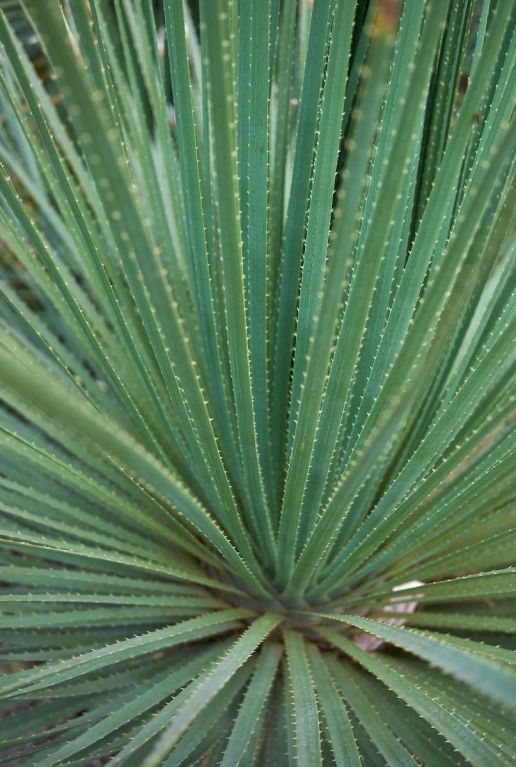 Dasylirion serratifolium gartenpflanze p26