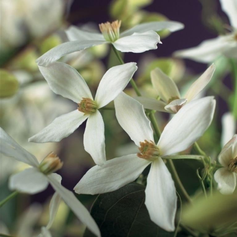 Clematis Armandii