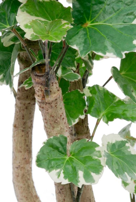 Aralia Balfourii