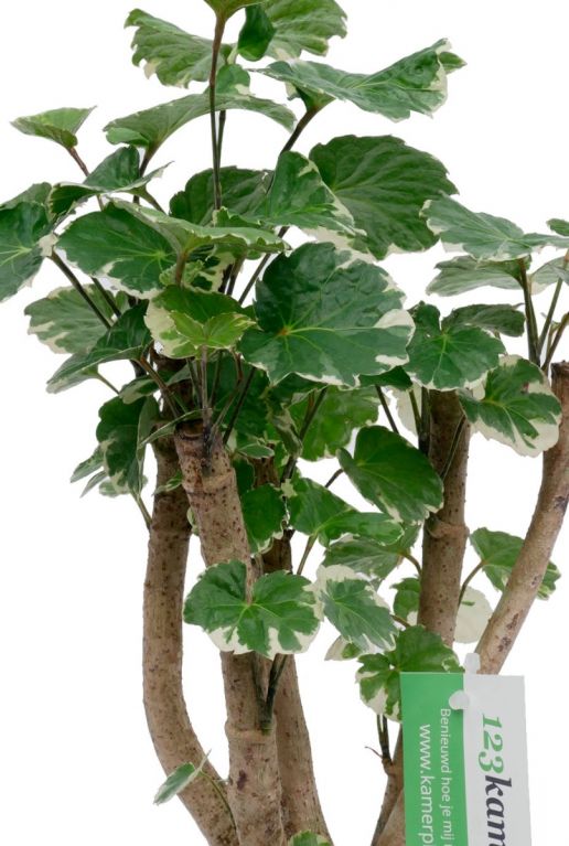 Aralia Balfourii