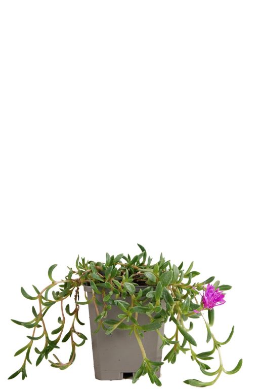 Delosperma c