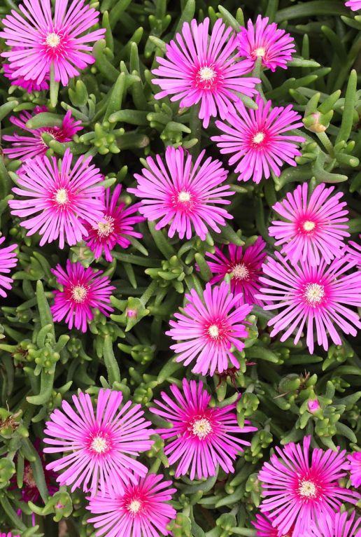 Delosperma coopei table mountain gartenpflanze