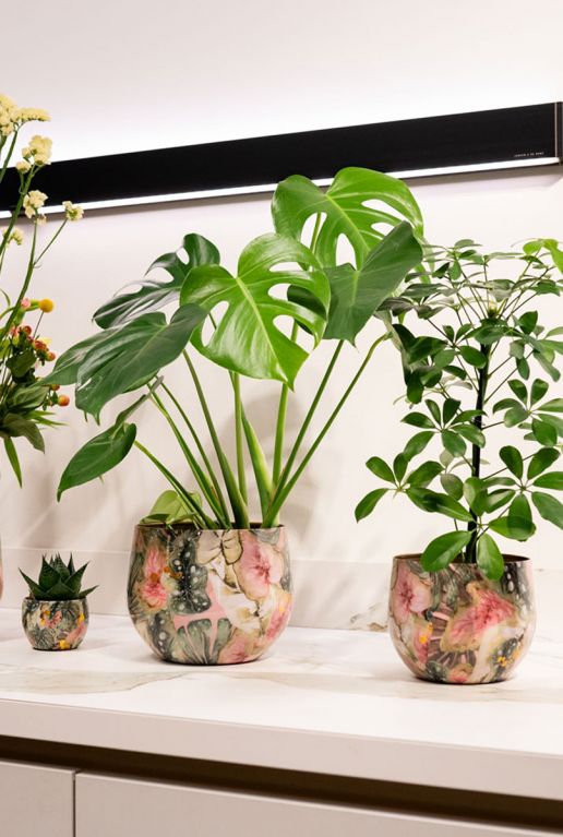Designed by lammie monstera mystery pot 2