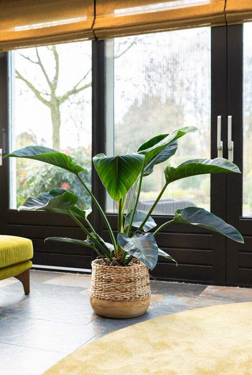 Diede planten manden 1