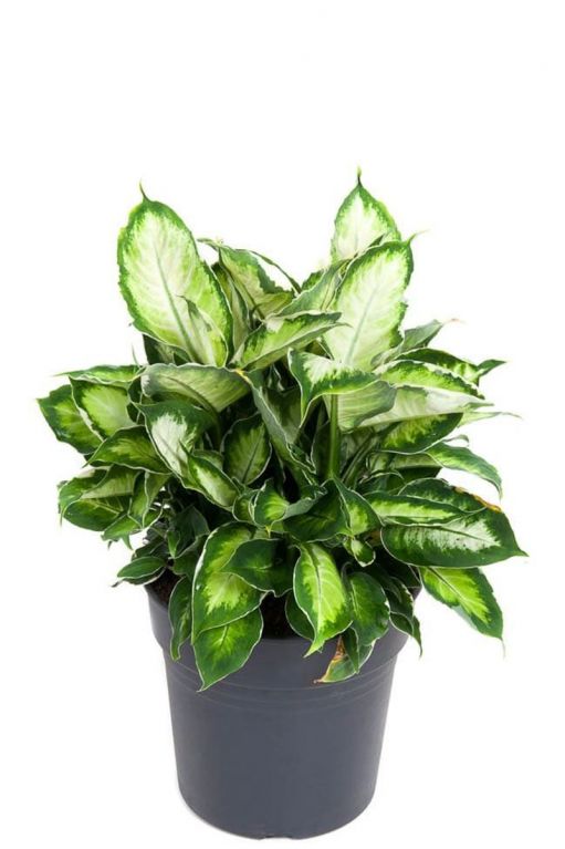 Dieffenbachia cool beauty