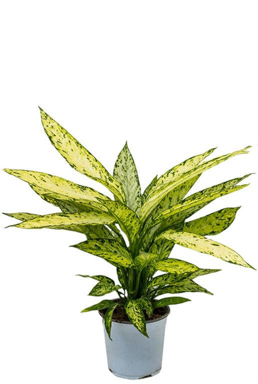 Dieffenbachia kamerplant