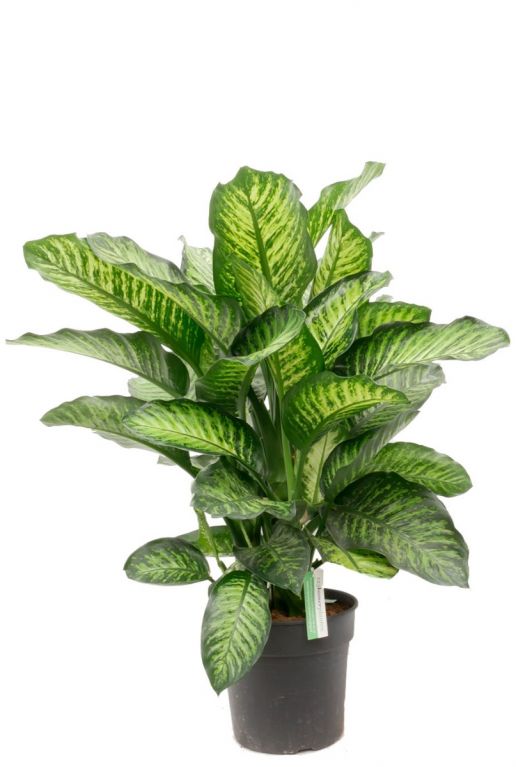 Dieffenbachia maroba zimmerpflanze