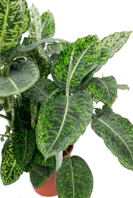 Dieffenbachia Reflector