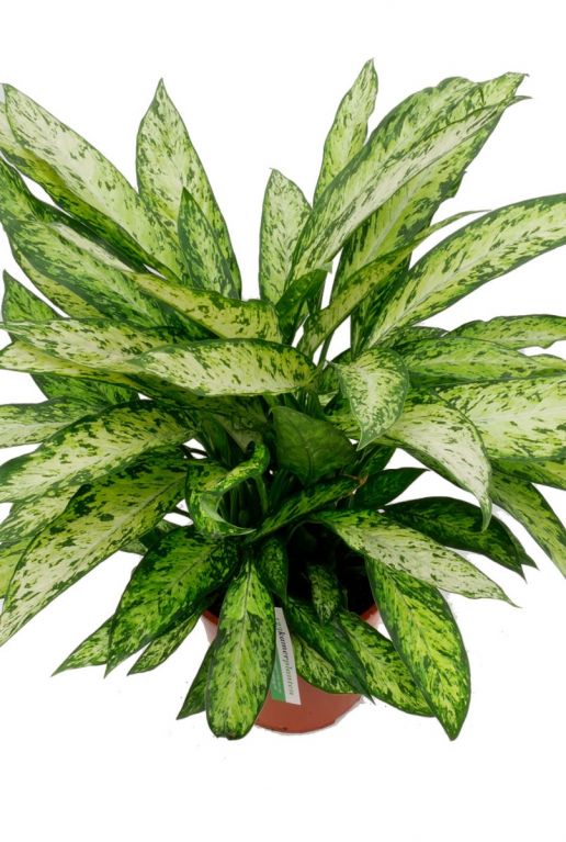 Dieffenbachia Vesuvius