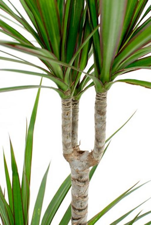 Dracaena Marginata