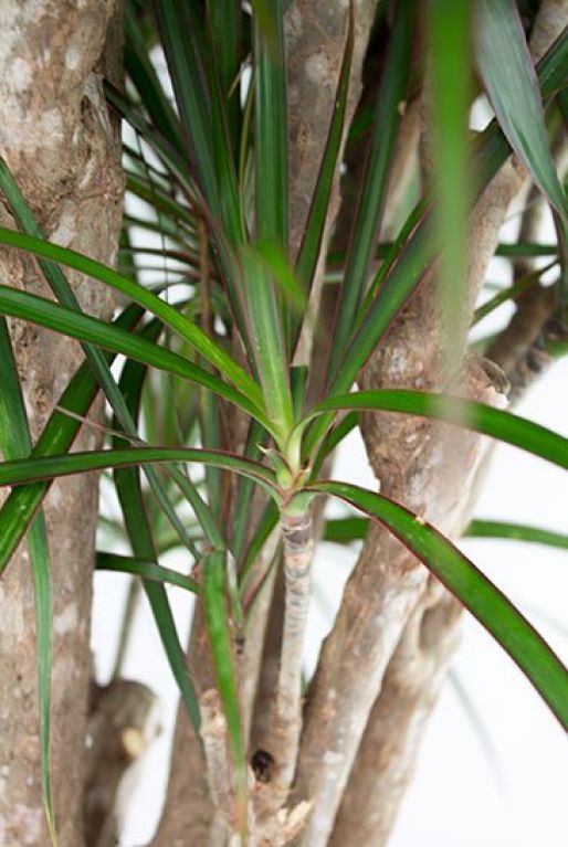 Monstera Siltepecana