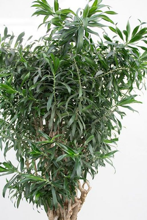 Hoya Krohniana Silver blad