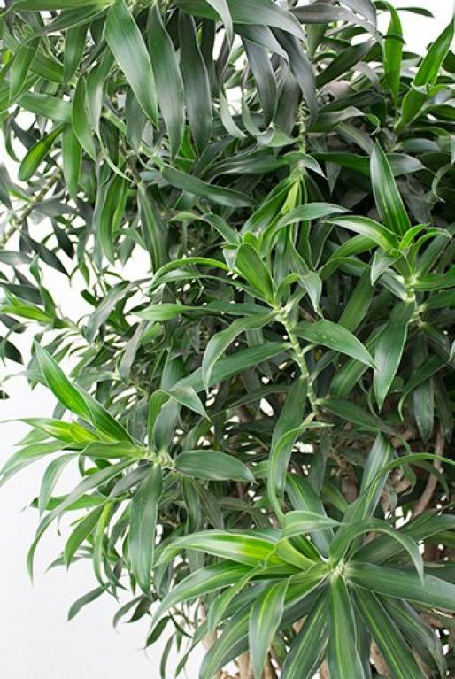 Monstera Siltepecana