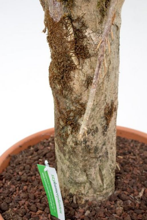 Syngonium Red Spot blad