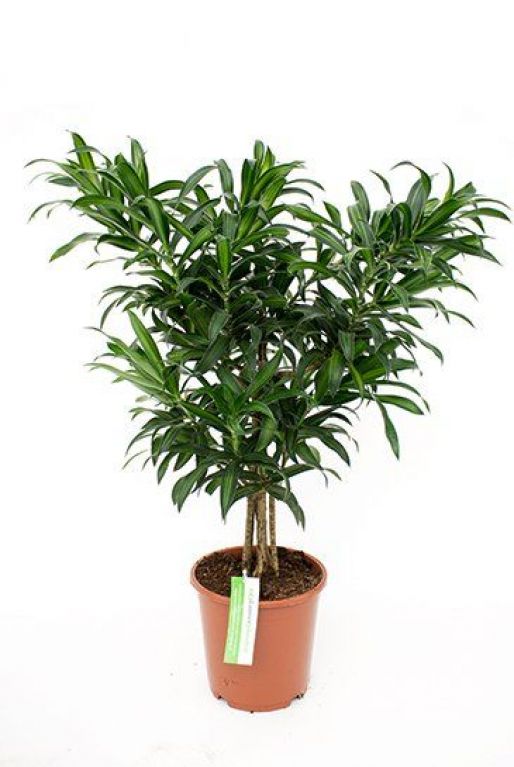 Dracaena Song of Jamaica