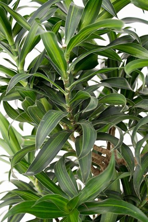 Dracaena Song of Jamaica